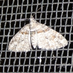 Phrissogonus laticostata (Apple looper moth) at QPRC LGA - 3 Oct 2023 by arjay