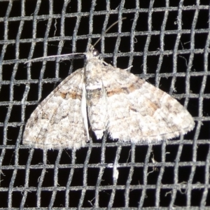 Phrissogonus laticostata at Charleys Forest, NSW - 3 Oct 2023