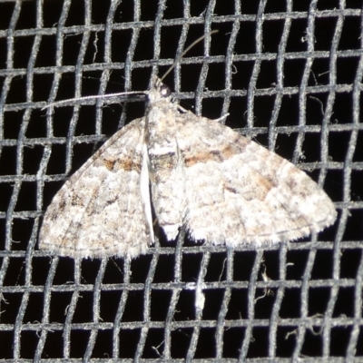 Phrissogonus laticostata (Apple looper moth) at Mongarlowe River - 3 Oct 2023 by arjay