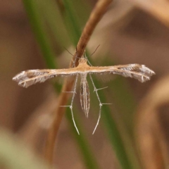 Stangeia xerodes (A plume moth) at Caladenia Forest, O'Connor - 2 Oct 2023 by ConBoekel