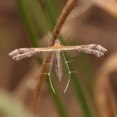 Stangeia xerodes (A plume moth) at O'Connor, ACT - 3 Oct 2023 by ConBoekel