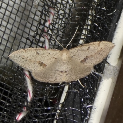 Taxeotis intextata (Looper Moth, Grey Taxeotis) at QPRC LGA - 3 Oct 2023 by arjay