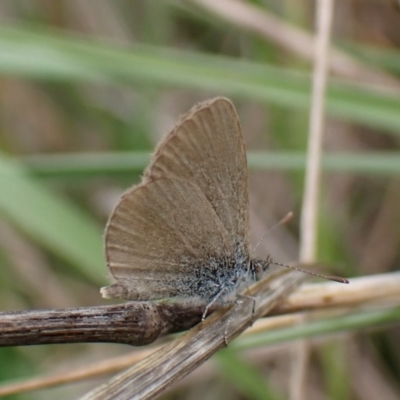 Zizina otis (Common Grass-Blue) at Cook, ACT - 3 Oct 2023 by CathB