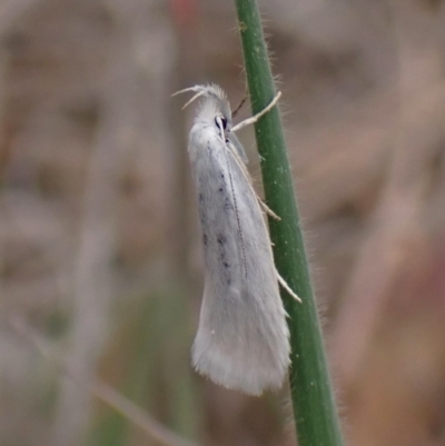 Zacorus carus (Wingia group moth) at Cook, ACT - 3 Oct 2023 by CathB