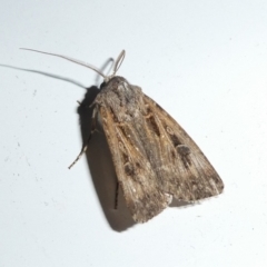 Agrotis munda (Brown Cutworm) at QPRC LGA - 3 Oct 2023 by arjay