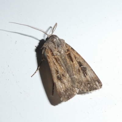 Agrotis munda (Brown Cutworm) at Charleys Forest, NSW - 3 Oct 2023 by arjay