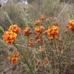 Dillwynia sericea (Egg And Bacon Peas) at Mount Painter - 3 Oct 2023 by CathB