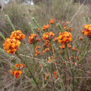 Dillwynia sericea at Belconnen, ACT - 3 Oct 2023