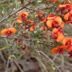 Dillwynia sericea at Belconnen, ACT - 3 Oct 2023