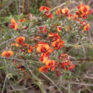 Dillwynia sericea at Belconnen, ACT - 3 Oct 2023 05:09 PM