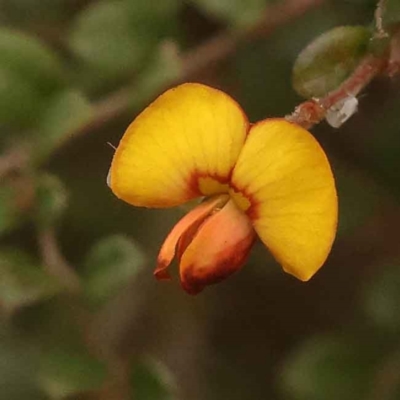 Bossiaea buxifolia (Matted Bossiaea) at Caladenia Forest, O'Connor - 2 Oct 2023 by ConBoekel