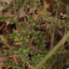 Bossiaea buxifolia at O'Connor, ACT - 3 Oct 2023 09:54 AM