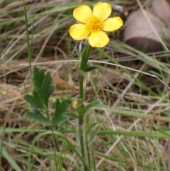 Ranunculus lappaceus (Australian Buttercup) at Mount Painter - 2 Oct 2023 by CathB