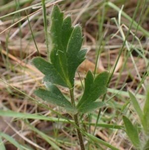 Ranunculus lappaceus at Belconnen, ACT - 3 Oct 2023