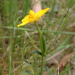 Ranunculus lappaceus at Belconnen, ACT - 3 Oct 2023