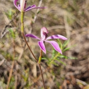 Caladenia congesta at Tralee, NSW - 1 Oct 2023