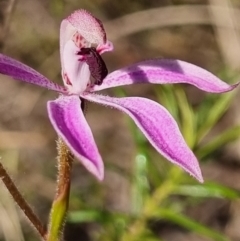 Caladenia congesta at Tralee, NSW - 1 Oct 2023