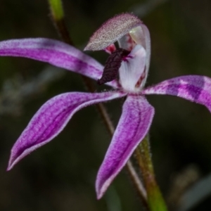 Caladenia congesta at Tralee, NSW - suppressed