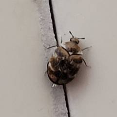 Anthrenus verbasci (Varied or Variegated Carpet Beetle) at Sullivans Creek, Lyneham South - 3 Oct 2023 by trevorpreston