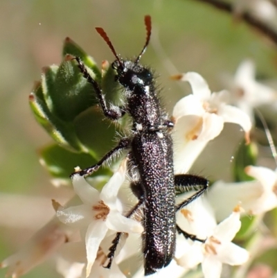 Eleale simplex (Clerid beetle) at Mount Painter - 3 Oct 2023 by CathB