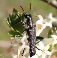 Eleale simplex (Clerid beetle) at Belconnen, ACT - 3 Oct 2023 by CathB