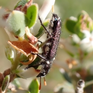 Eleale simplex at Belconnen, ACT - 3 Oct 2023