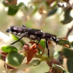 Eleale simplex at Belconnen, ACT - 3 Oct 2023