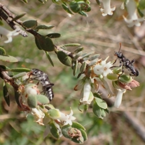 Eleale simplex at Belconnen, ACT - 3 Oct 2023