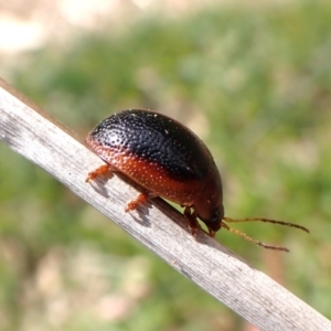 Dicranosterna immaculata at Belconnen, ACT - 3 Oct 2023 10:52 AM