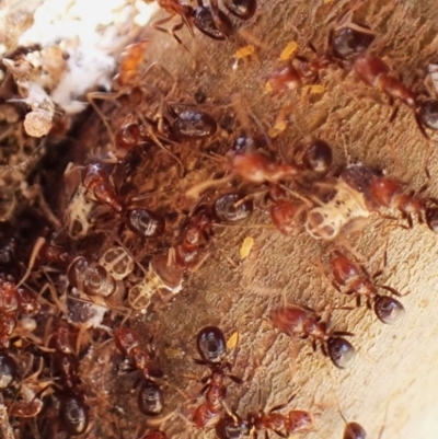 Papyrius sp. (genus) (A Coconut Ant) at Aranda Bushland - 1 Oct 2023 by CathB
