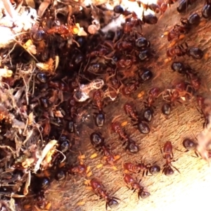 Papyrius sp. (genus) at Belconnen, ACT - suppressed