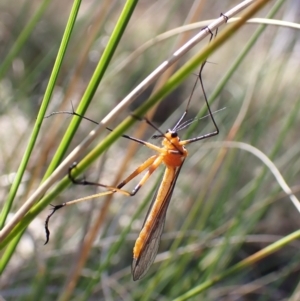 Harpobittacus australis at Belconnen, ACT - 1 Oct 2023 11:06 AM