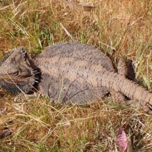 Pogona barbata at Belconnen, ACT - 3 Oct 2023