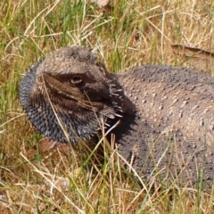 Pogona barbata at Belconnen, ACT - 3 Oct 2023