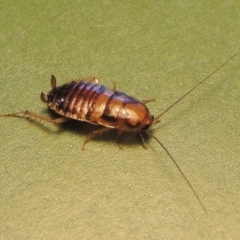 Robshelfordia simplex (Shelford's Western Cockroach) at Pollinator-friendly garden Conder - 17 Apr 2023 by michaelb