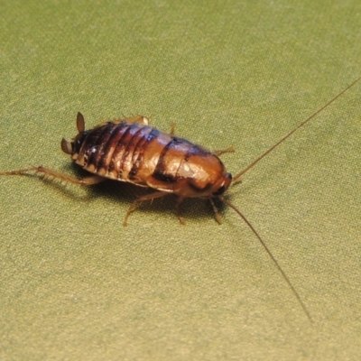 Robshelfordia simplex (Shelford's Western Cockroach) at Conder, ACT - 17 Apr 2023 by michaelb