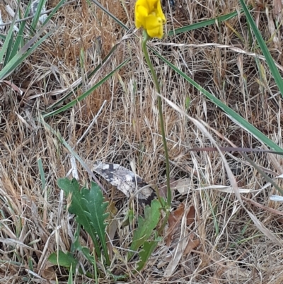 Goodenia pinnatifida (Scrambled Eggs) at Ainslie volcanic grassland - 3 Oct 2023 by annmhare