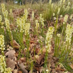 Stackhousia monogyna at Campbell, ACT - 4 Oct 2023