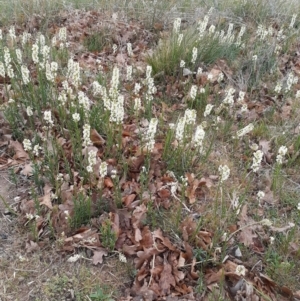 Stackhousia monogyna at Campbell, ACT - 4 Oct 2023 10:16 AM