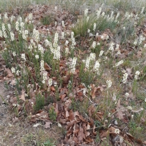 Stackhousia monogyna at Campbell, ACT - 4 Oct 2023