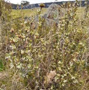 Brachyloma daphnoides at Campbell, ACT - 4 Oct 2023 10:18 AM