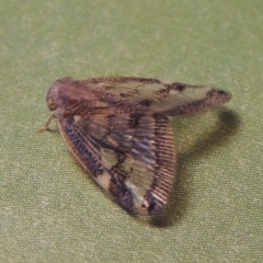 Scolypopa australis (Passionvine hopper, Fluffy bum) at Conder, ACT - 17 Apr 2023 by MichaelBedingfield