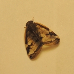 Scolypopa australis at Conder, ACT - 17 Apr 2023