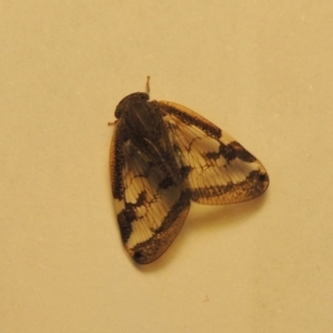 Scolypopa australis at Conder, ACT - 17 Apr 2023
