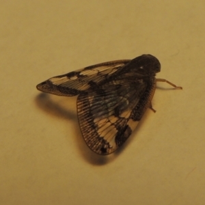 Scolypopa australis at Conder, ACT - 17 Apr 2023 04:48 PM