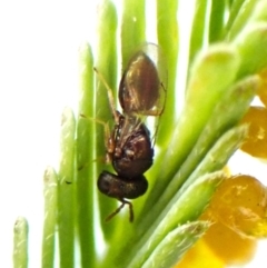 Chalcidoidea (superfamily) (A gall wasp or Chalcid wasp) at Belconnen, ACT - 28 Sep 2023 by CathB