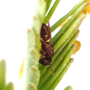 Chalcidoidea (superfamily) at Belconnen, ACT - 28 Sep 2023