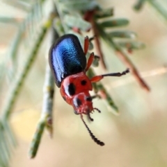 Calomela moorei (Acacia Leaf Beetle) at Aranda Bushland - 26 Sep 2023 by CathB