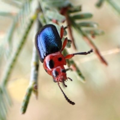 Calomela moorei (Acacia Leaf Beetle) at Belconnen, ACT - 27 Sep 2023 by CathB