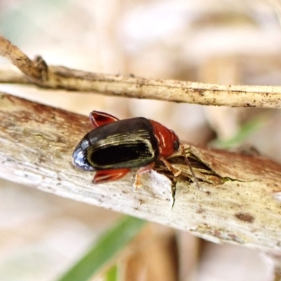 Arsipoda laeviceps (a red-legged flea beetle) at Belconnen, ACT - 2 Oct 2023 by CathB